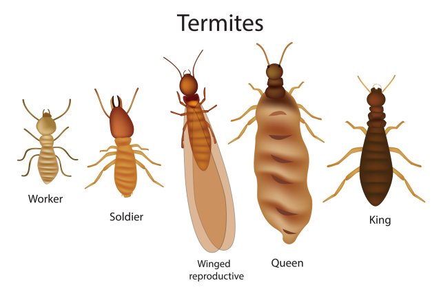termite-family